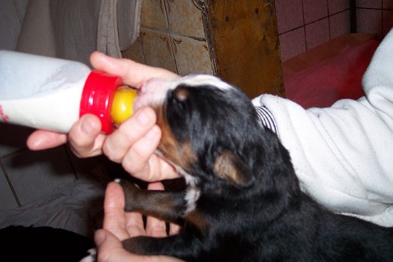 Baby Keks Bernie beim Flasche Trinken